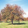 Oakleaf Mountain Ash #10 - Image 2